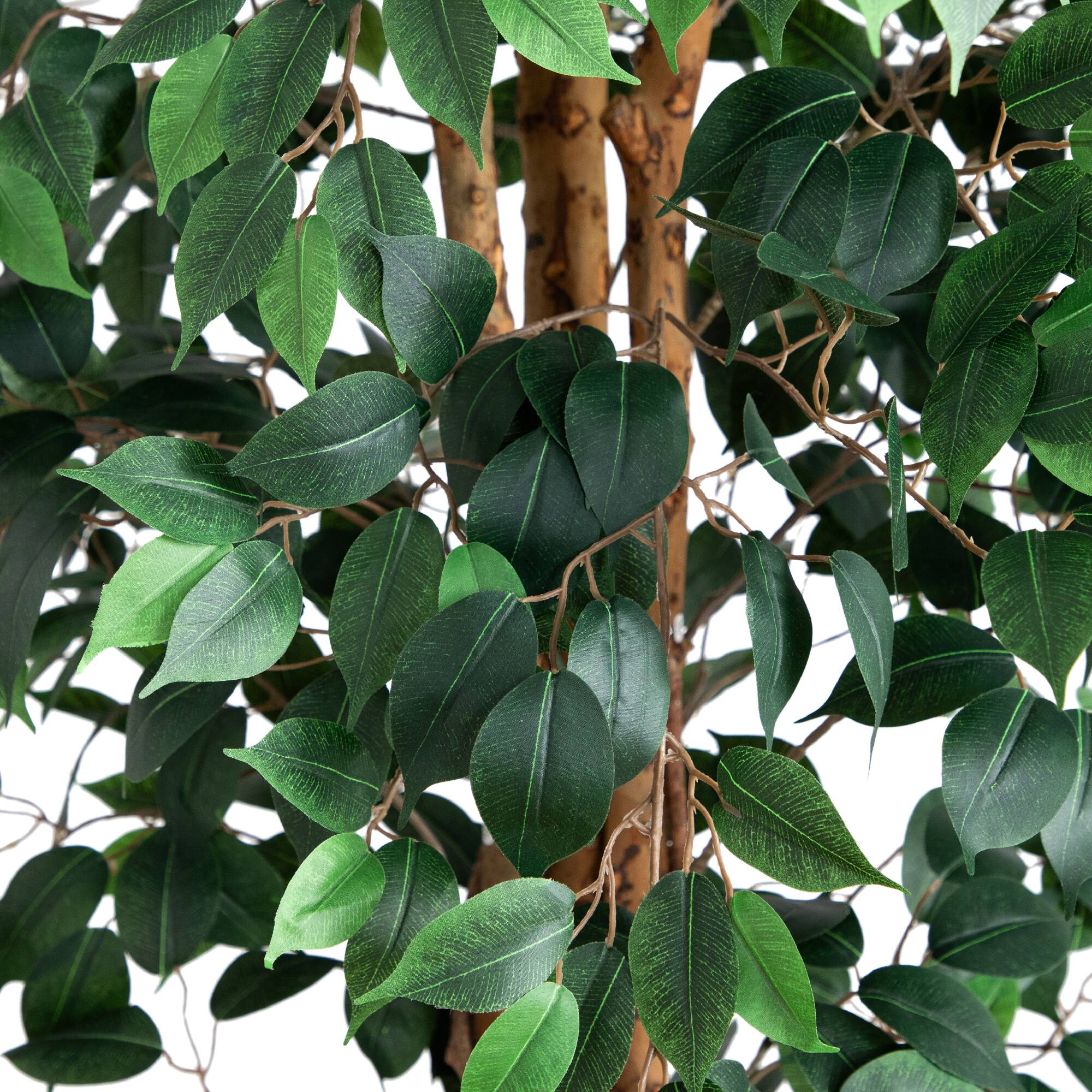 9ft. Potted Ficus Tree